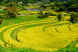 Rice Terrace