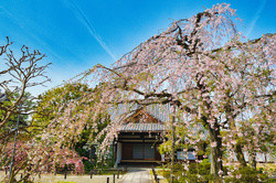 Jyobon Rendai-ji Temple