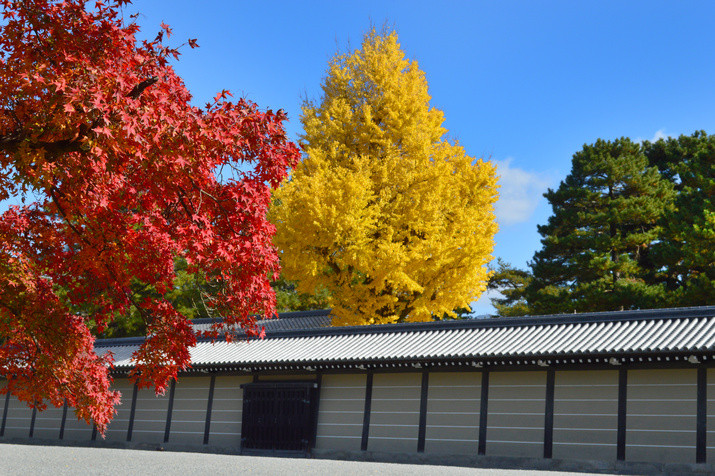 Half-day (AM) Kyoto Tour: Castle and Imperial Palace Exploration