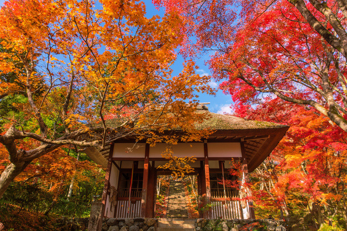 Half-day  (AM) Western Kyoto Tour: Ancient Time Nobles Resort and Bamboo Forest