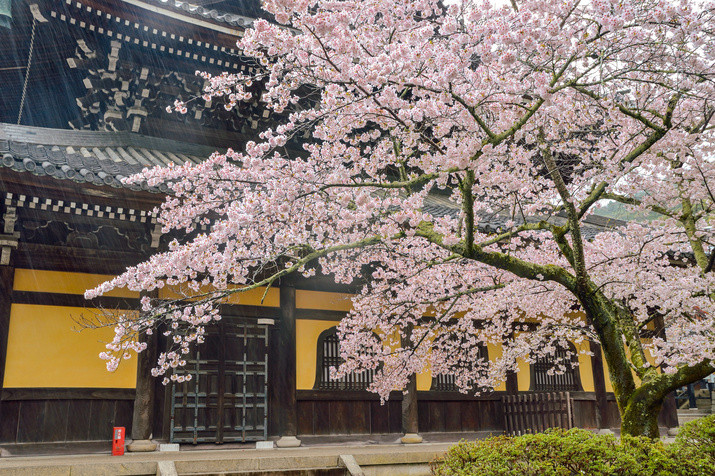 1-day Kyoto Tour: Philosopher’s Path and Picturesque Temples