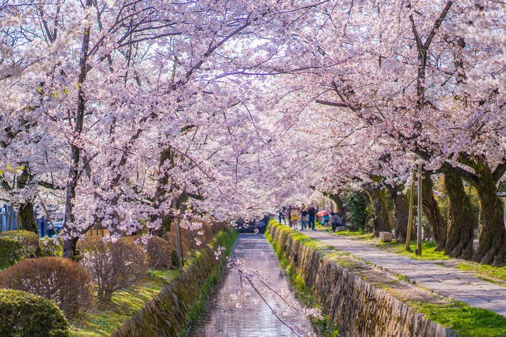 1-day Kyoto Tour: Philosopher’s Path and Picturesque Temples