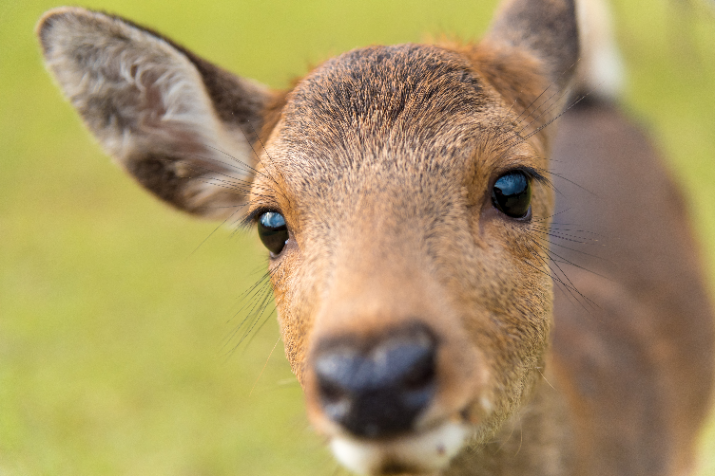 Half-day (AM) Nara Tour: World Heritage Temples and Sacred Deer