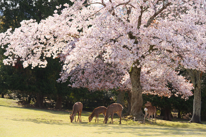 Half-day (AM) Nara Tour: World Heritage Temples and Sacred Deer