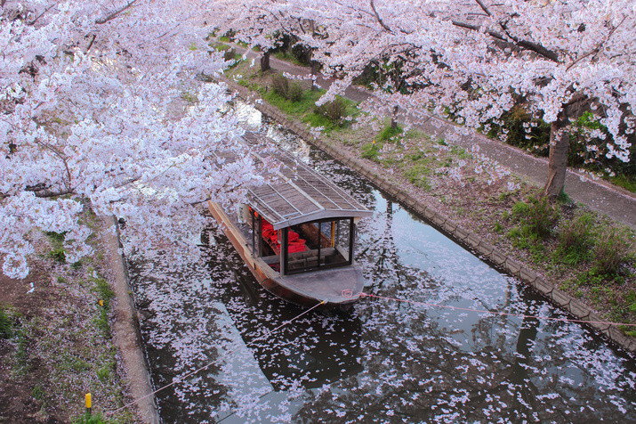 Half-day (AM) Kyoto Tour: Vermillion Shrine Gates and Sake Brewery Delights