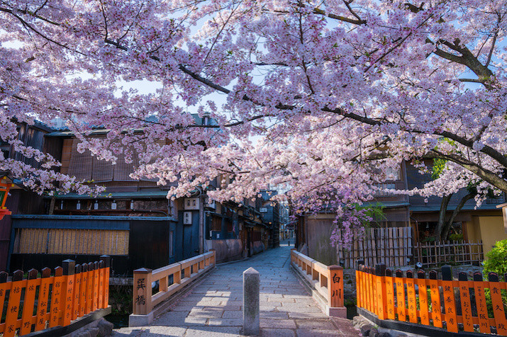 Morning Kyoto Cherry Blossom Tour: Garden, Riverside Walk, Gion Geisha District