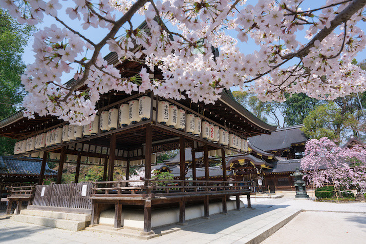 Half-day (AM) Kyoto Cherry Blossom Tour: Locals' Hidden Gems