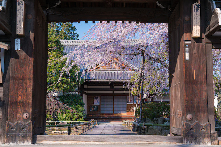 Half-day (AM) Kyoto Cherry Blossom Tour: Locals' Hidden Gems