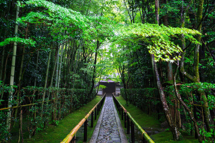 Half-day (AM) Kyoto Cherry Blossom Tour: Locals' Hidden Gems