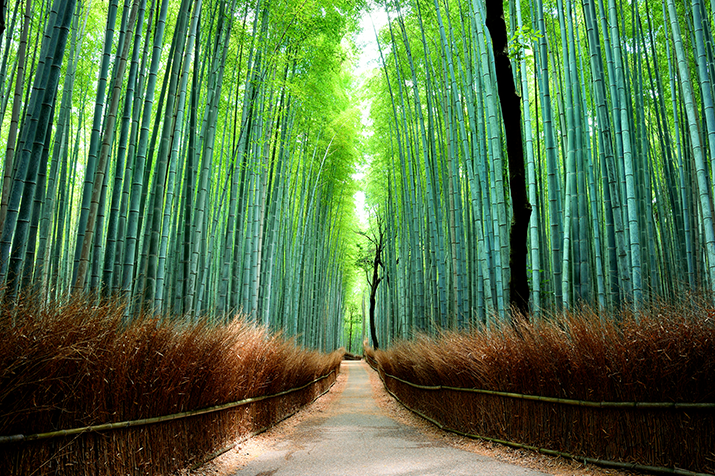 Half-day (AM) Western Kyoto Tour: Movie Star's Villa and Bamboo Forest