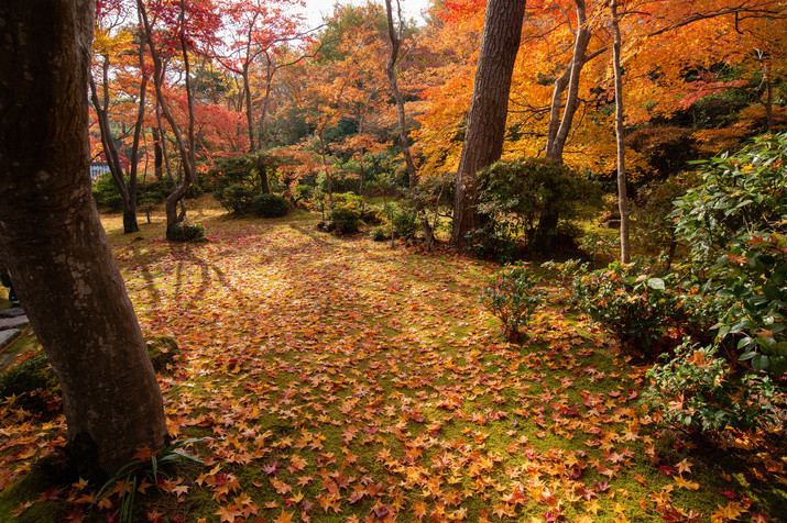 Half-day (AM) Western Kyoto Tour: Movie Star's Villa and Bamboo Forest