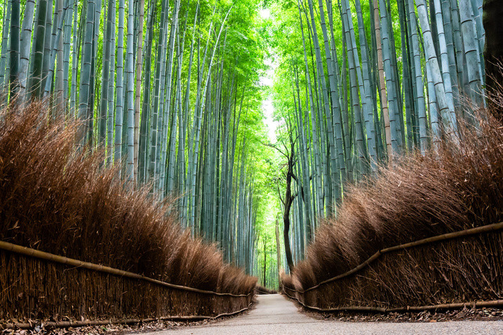 1-day Western Kyoto Tour: World Heritage Sites and Bamboo Forest