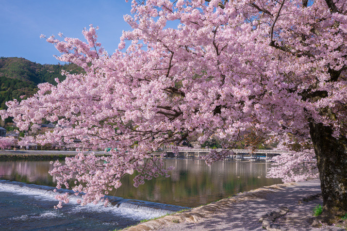 1-day Western Kyoto Tour: World Heritage Sites and Bamboo Forest