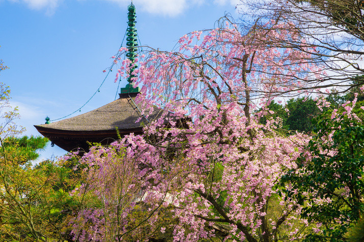 1-day Western Kyoto Tour: World Heritage Sites and Bamboo Forest