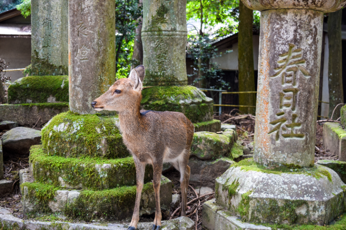 Nara Morning Tour: Kasuga Taisha Shrine, Whispering Path, and Ukimi-do Hall