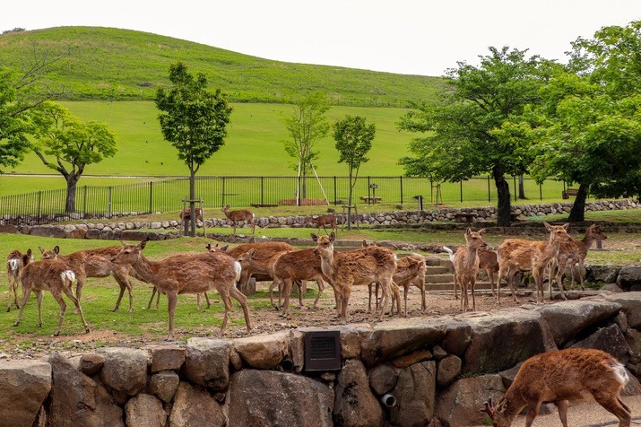 3/20-11/30 Only! Half-day (AM) Mt. Wakakusa Hike and World Heritage Temple Tour