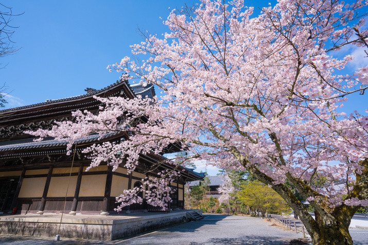 1-day Eastern Kyoto Tour: Temples, Gardens, World Heritage Site